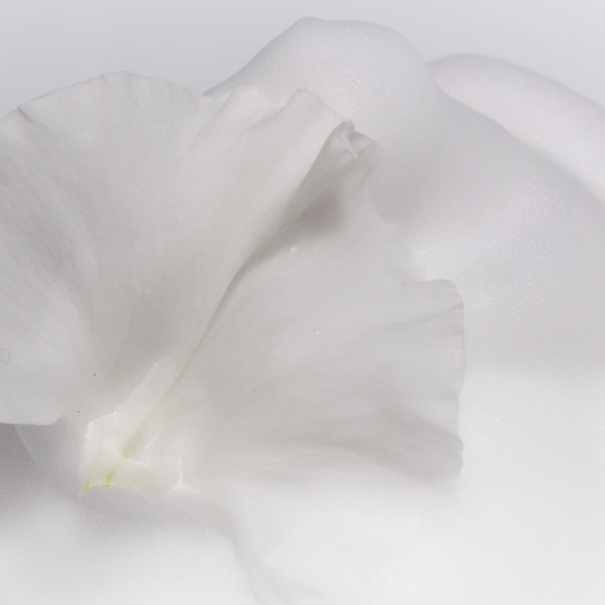 XOUL Rose Solution Y Foam 150ml