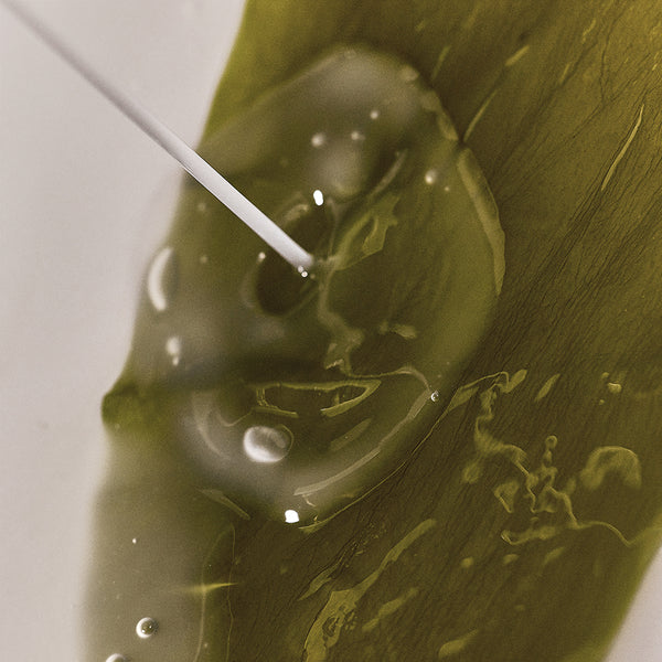 WHAMISA Algae Organic Kelp Mask