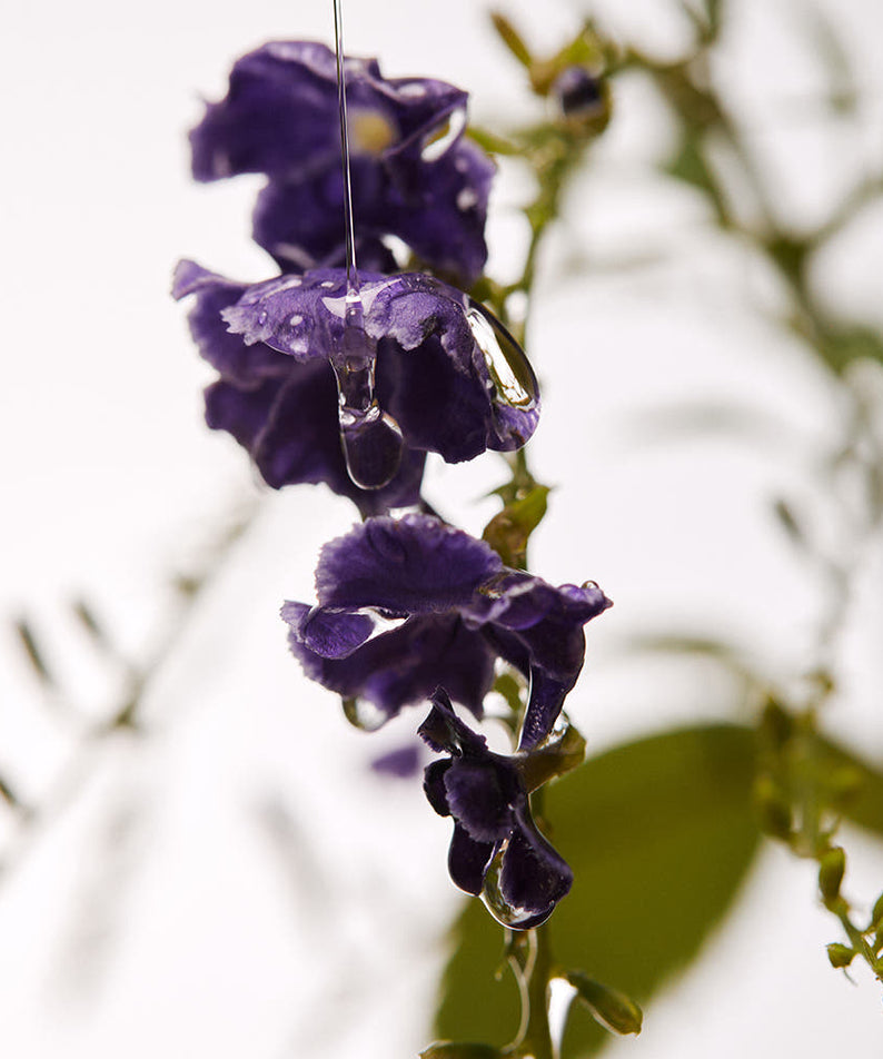 Décris l'image en français en mentionnant le produit AROMATICA Ritual Jasmine & Vetiver Hair Oil 50ml, marque AROMATICA, fleurs violettes