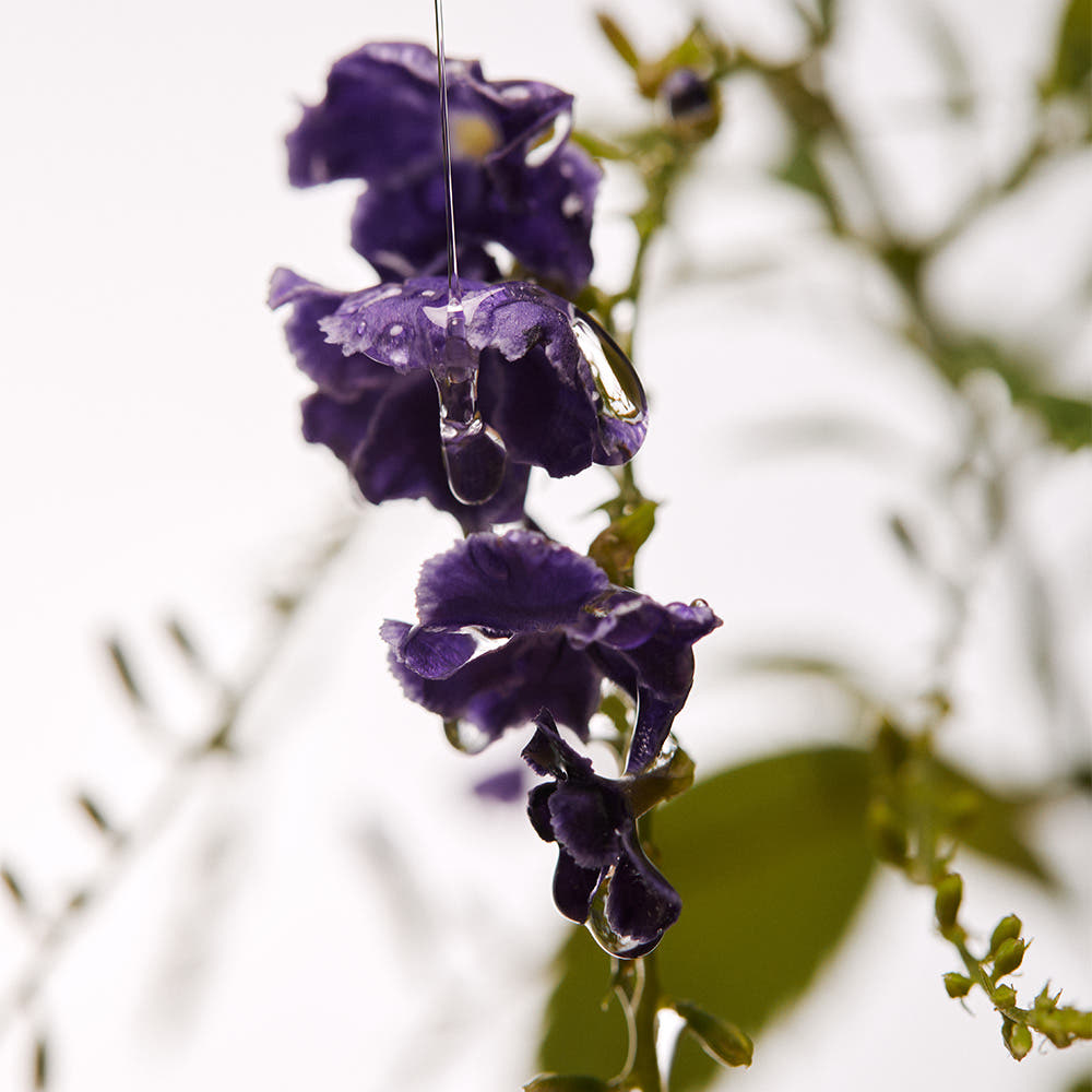 Décris l'image en français en mentionnant le produit AROMATICA Ritual Jasmine & Vetiver Hair Oil 50ml, marque AROMATICA, fleurs violettes