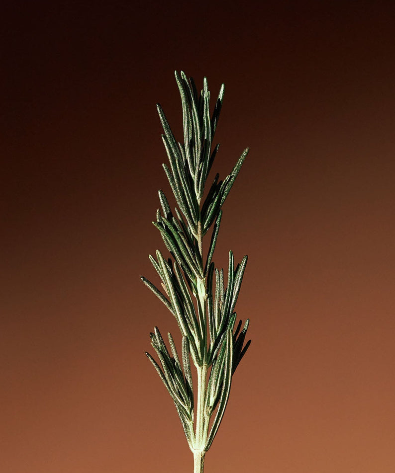 AROMATICA Vitalizing Rosemary Concentrated Essence 200ml, bouteille et brin de romarin sur fond orange foncé, studio.