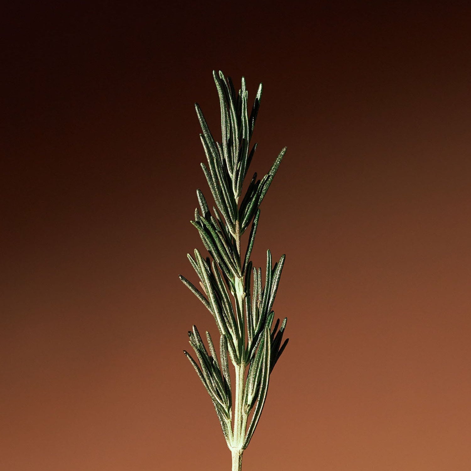 AROMATICA Vitalizing Rosemary Concentrated Essence 200ml, bouteille et brin de romarin sur fond orange foncé, studio.