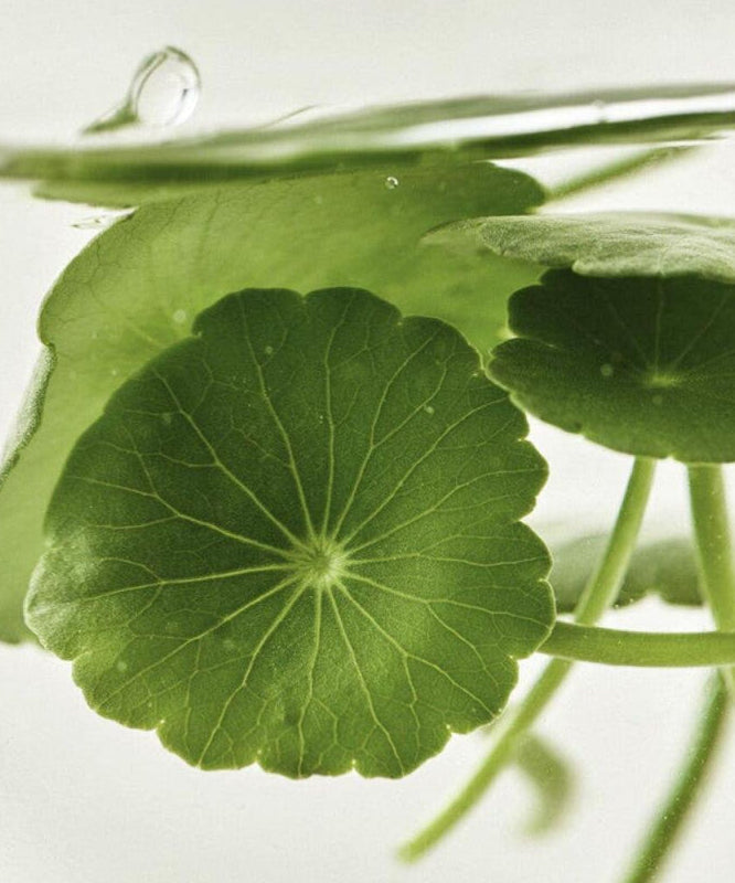 BEAUTY OF JOSEON Centella Asiatica Calming Mask : feuille de centella et produit de marque sur fond clair, visuel apaisant