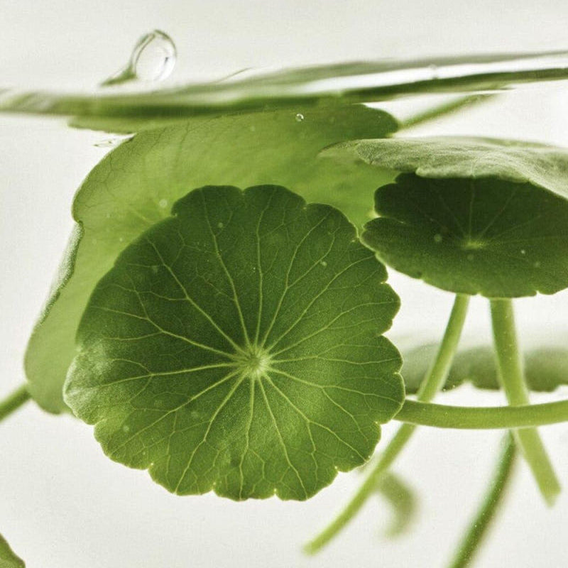 BEAUTY OF JOSEON Centella Asiatica Calming Mask : feuille de centella et produit de marque sur fond clair, visuel apaisant