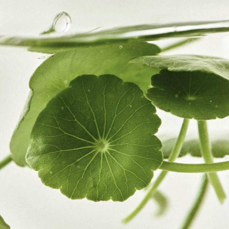 BEAUTY OF JOSEON Light On Serum Centella+ Vita C 30ml, flacon sur feuilles vertes de centella, contexte naturel