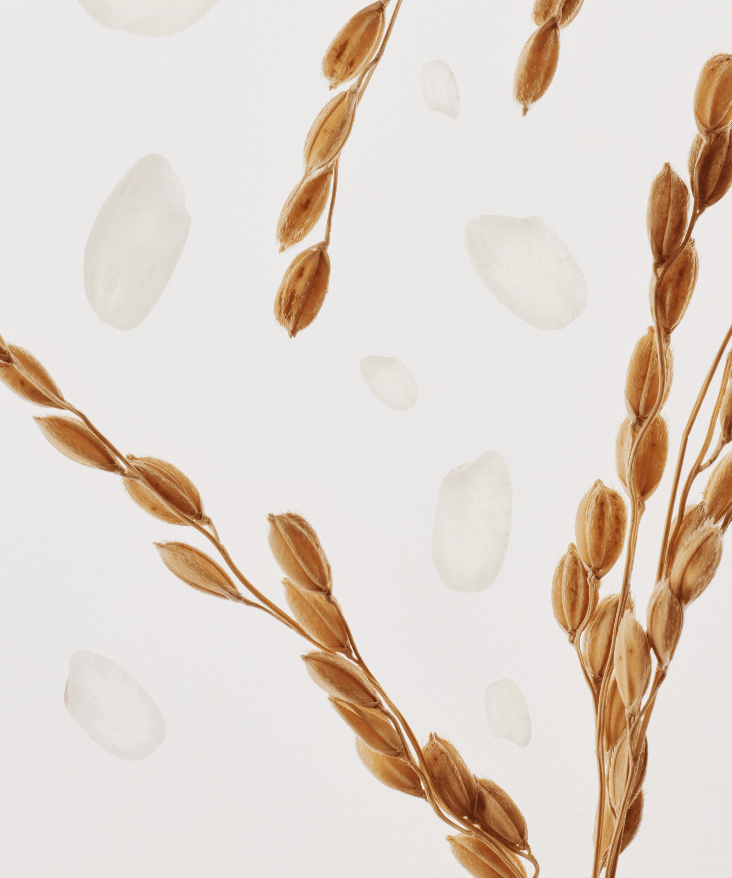 BEAUTY OF JOSEON Glow Replenishing Rice Milk 150ml, flacon sur fond blanc avec grains de riz et lait.
