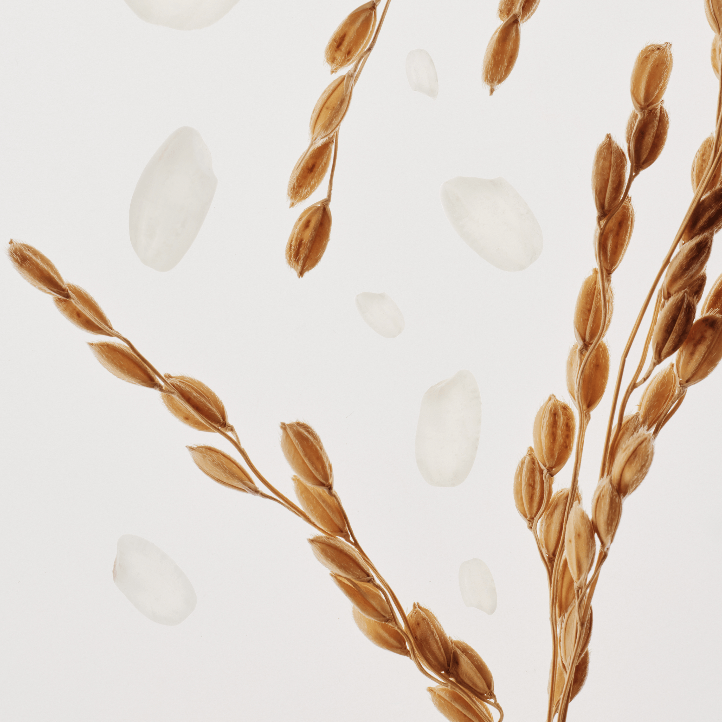 BEAUTY OF JOSEON Glow Replenishing Rice Milk 150ml, flacon sur fond blanc avec grains de riz et lait.