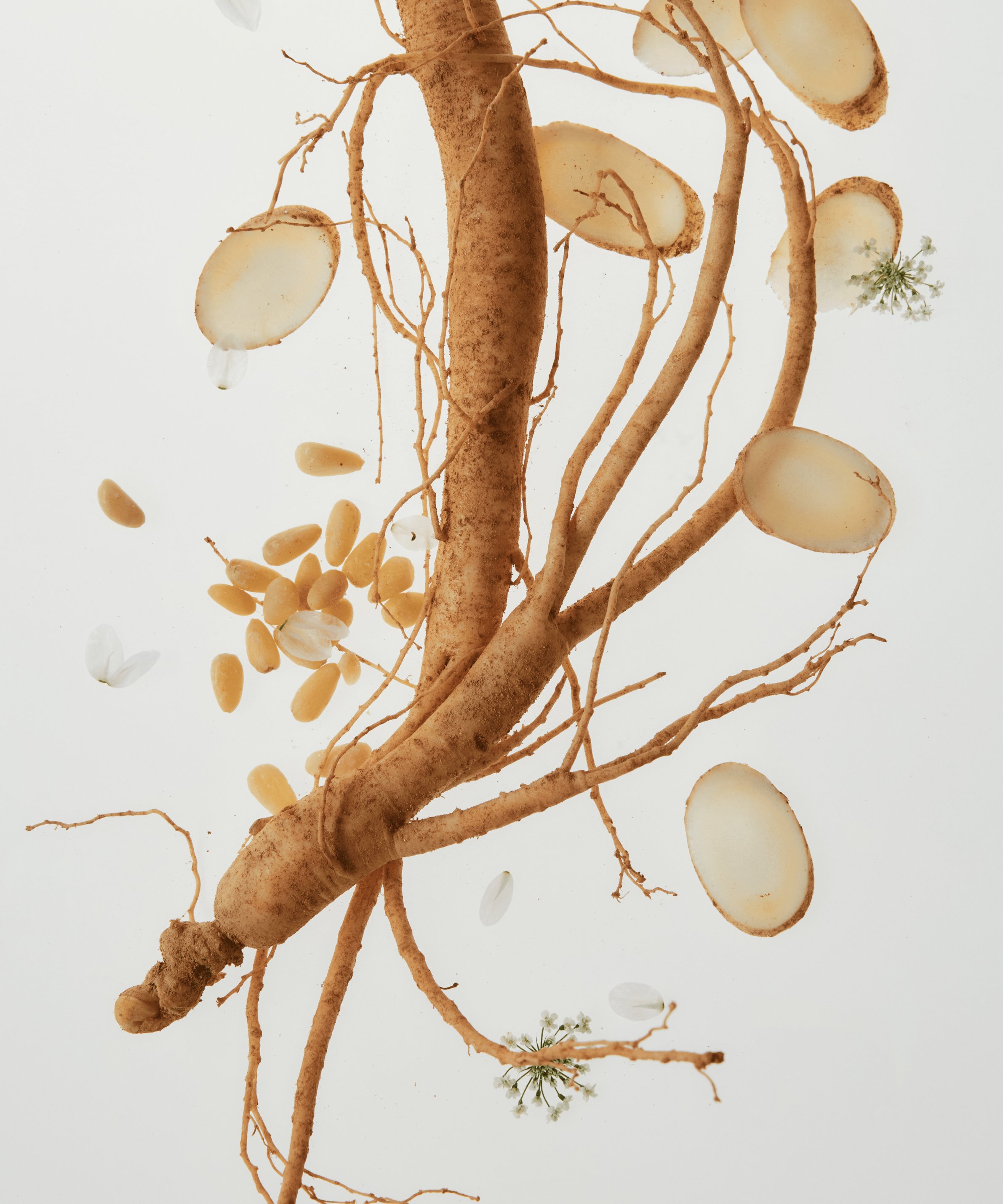 BEAUTY OF JOSEON Ginseng Essence Water 150ml, flacon produit sur fond blanc, racines de ginseng et feuilles décoratives, marque.