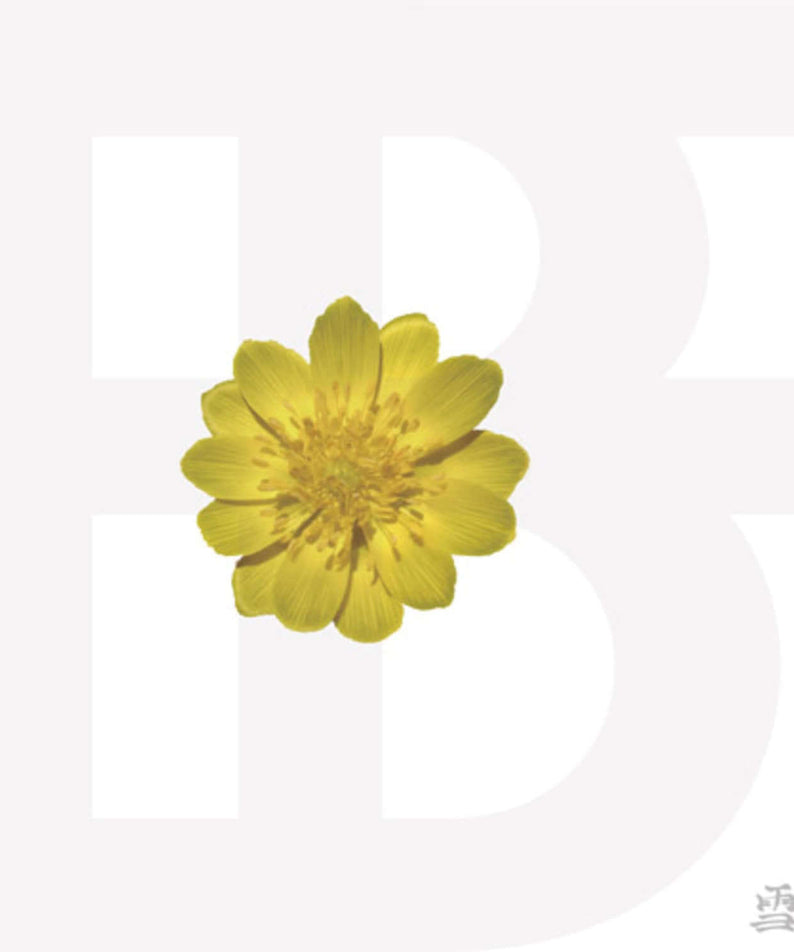 BF - Album Kpop de la marque BF, fond blanc floral avec fleur jaune et motif Kpop, visuel produit