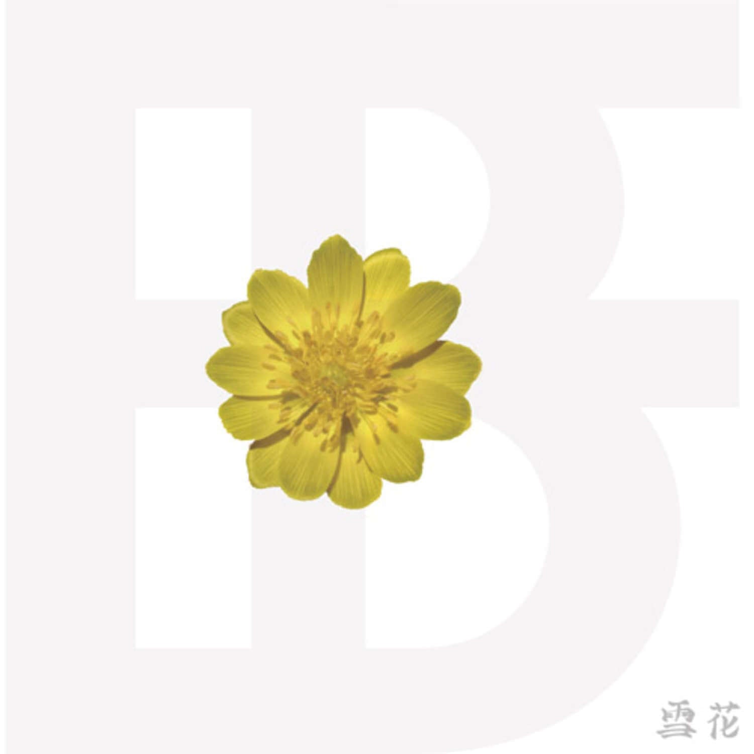 BF - Album Kpop de la marque BF, fond blanc floral avec fleur jaune et motif Kpop, visuel produit
