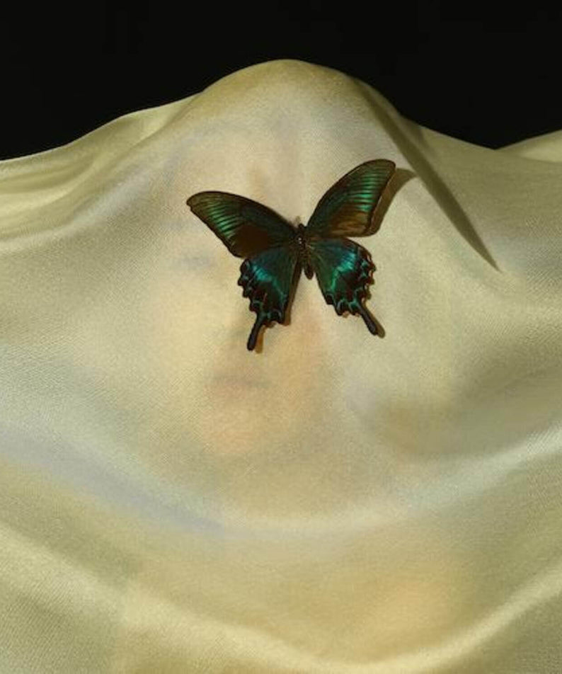 CACOPHONY - 2nd Album [夢(DREAM)] - Album Kpop : papillon vert sur voile satin, visuel de l’album de la marque CACOPHONY