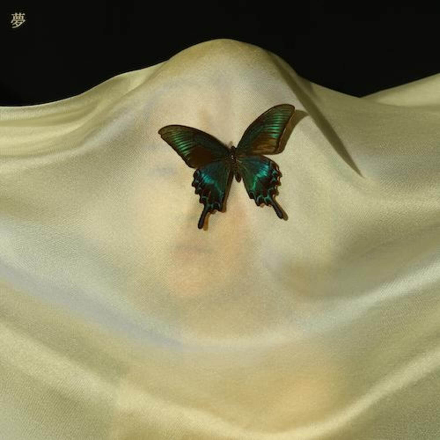 CACOPHONY - 2nd Album [夢(DREAM)] - Album Kpop : papillon vert sur voile satin, visuel de l’album de la marque CACOPHONY