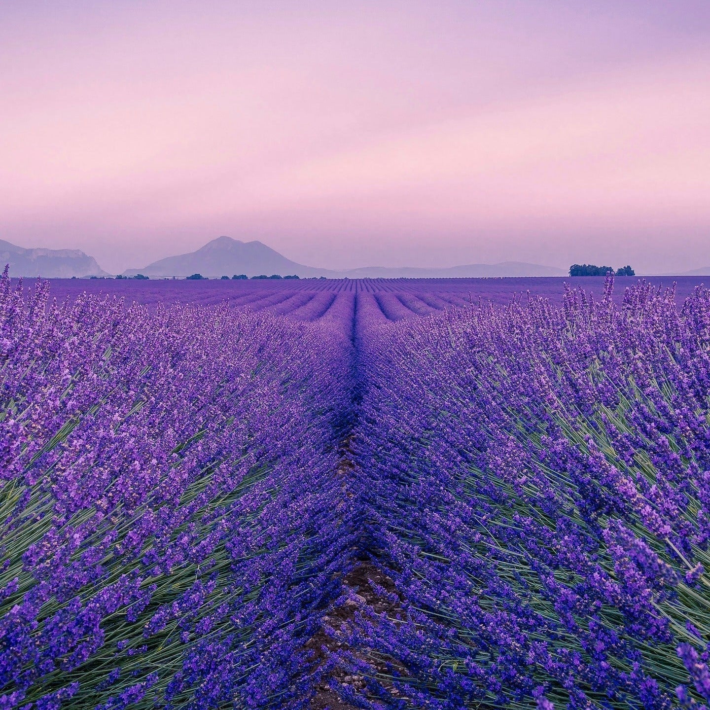 Décris l'image en français en mentionnant le produit, la marque et le contexte visuel : KAINE Lavender PDRN Revitalizing Toner 300ml, champ de lavande.