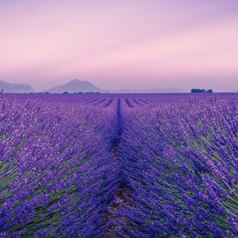 KAINE Lavender PDRN Revitalizing Toner 300ml