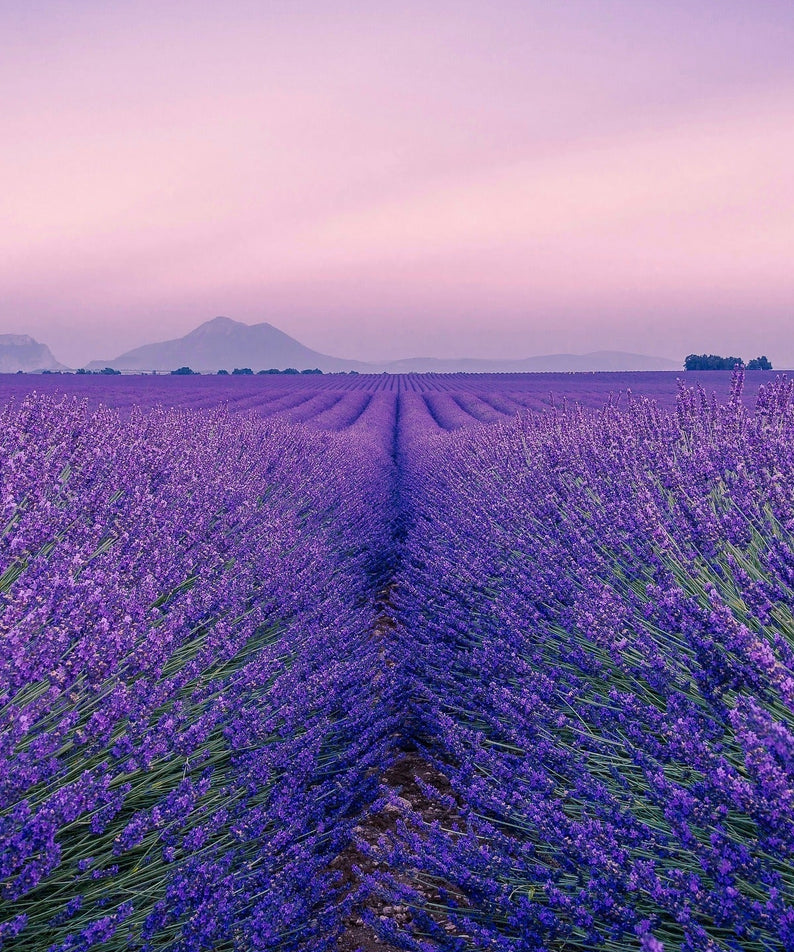 Champ de lavande au coucher du soleil, ambiance calme et sereine, ciel rose pastel en arrière-plan