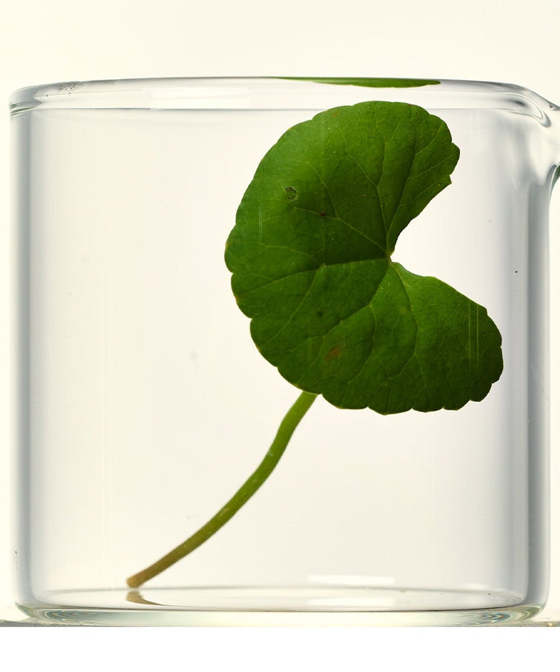 LUVUM Calming Repair Cica Gel Serum 80ml de LUVUM, flacon sur fond clair avec feuille de cica verte, ambiance apaisante