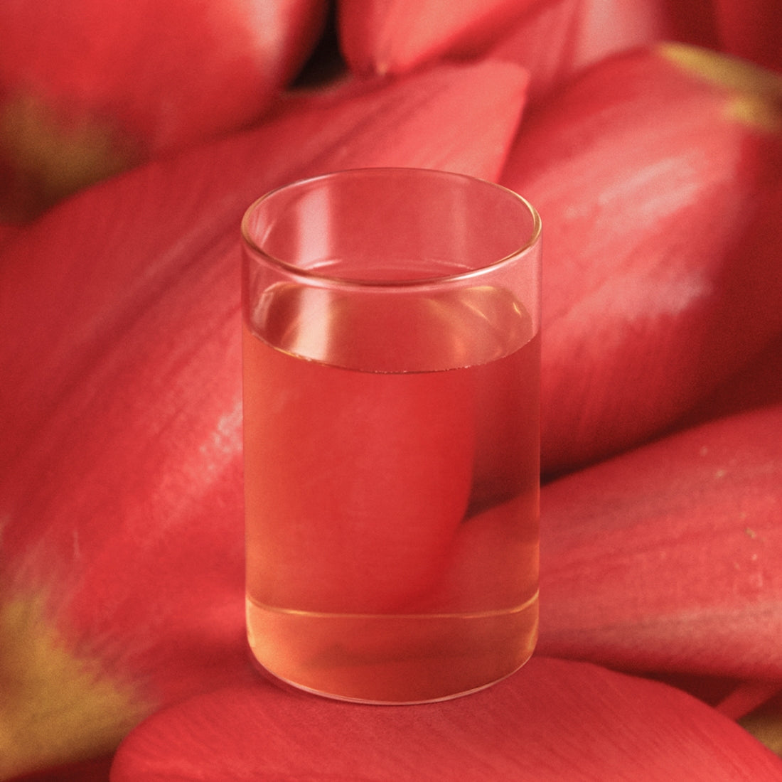 OSULLOC Camellia Forest Tea 20 P