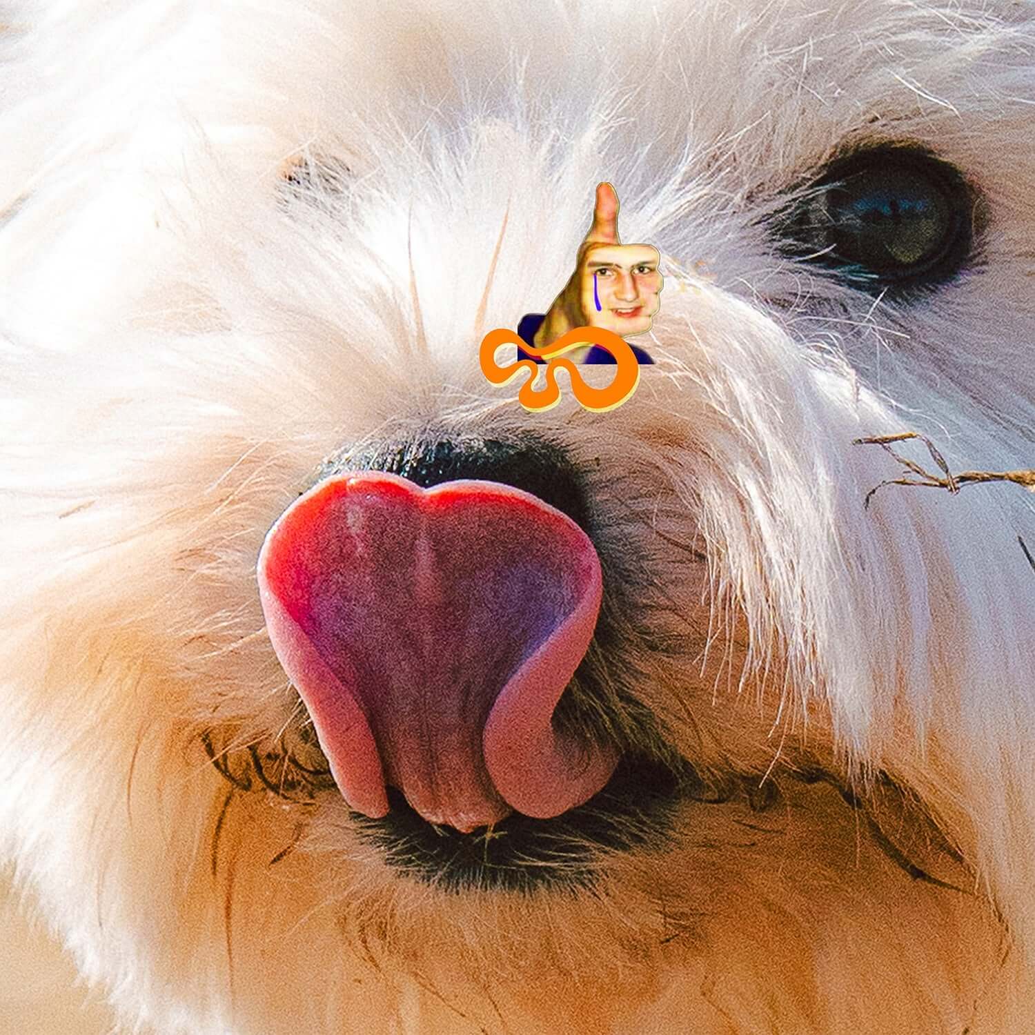 OTIS LIM - [Playground] - Album Kpop : photo portrait chien blanc avec tête, nez en cœur, vibe playful, marque OTIS LIM.