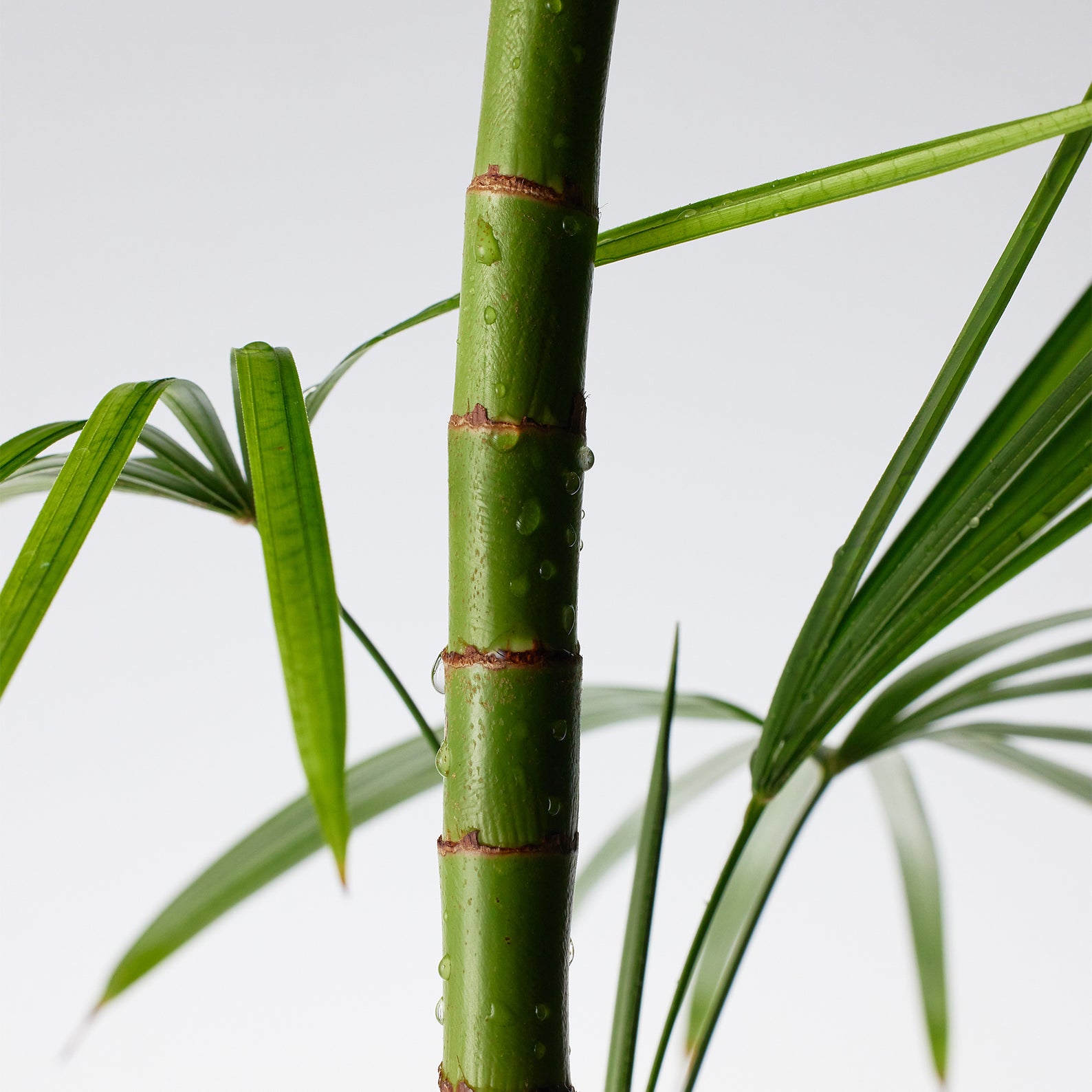 PURITO Mighty Bamboo Panthenol Cleanser 150ml