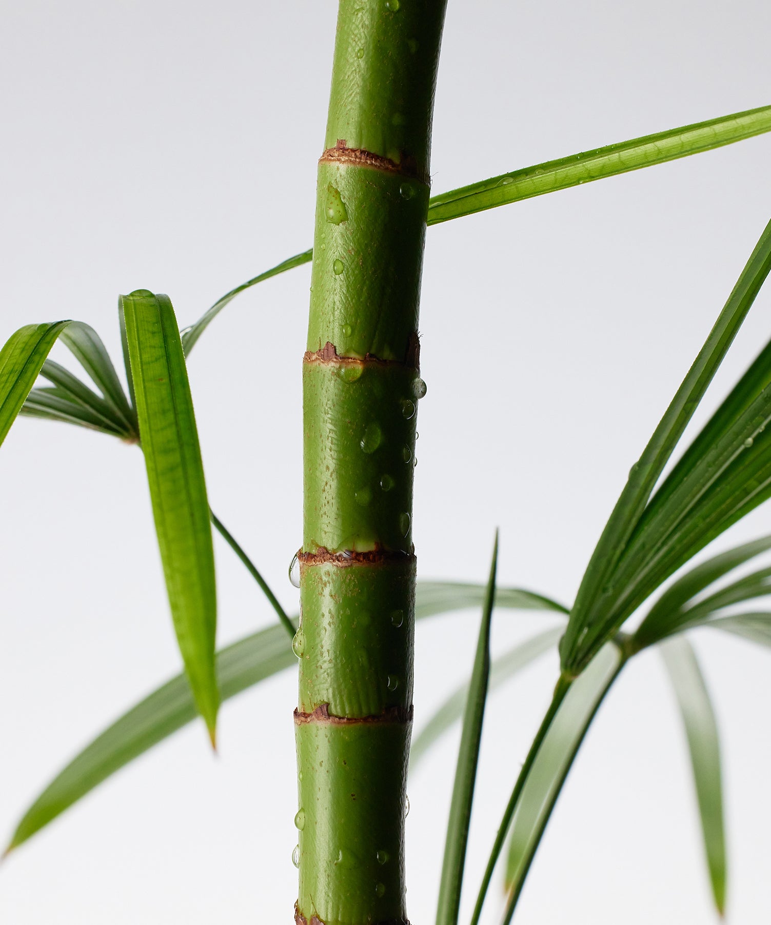 Gros plan sur un bambou, ingrédient clé du PURITO Mighty Bamboo Panthenol Cleanser 150ml, symbolisant la fraîcheur et la nature.