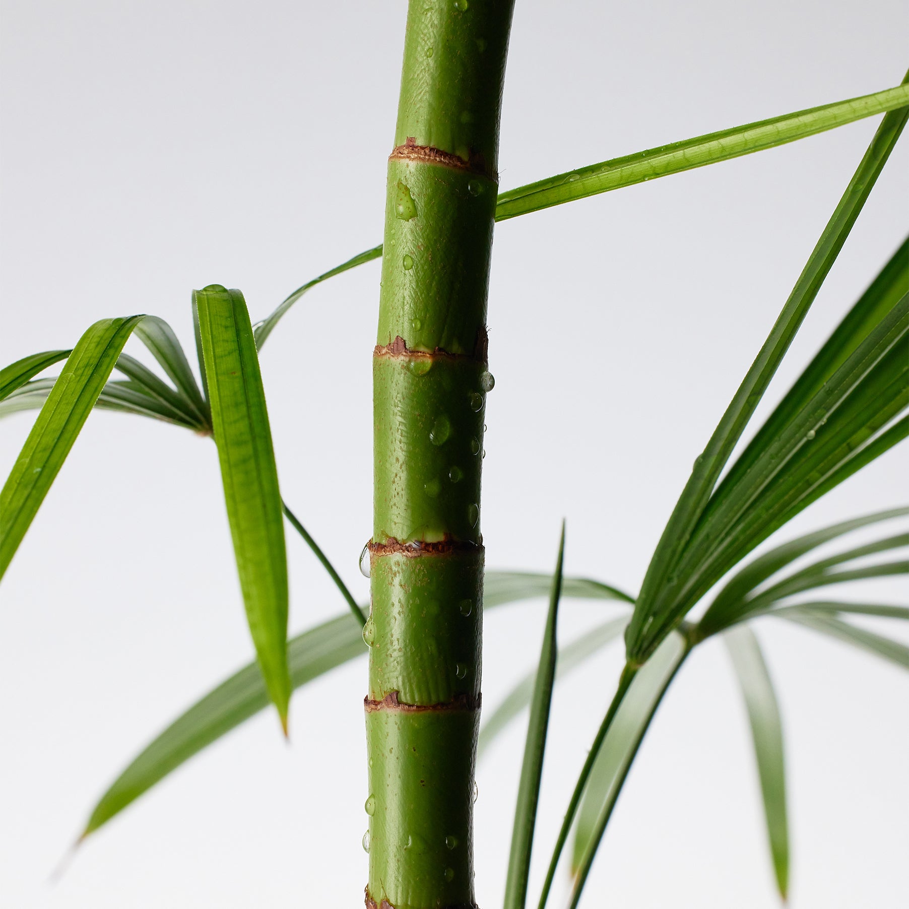 PURITO Mighty Bamboo Panthenol Cleanser 150ml