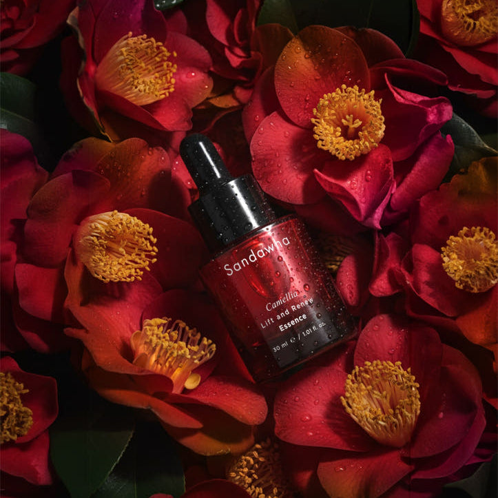Décris l'image en français : SANDAWHA Camellia Lift & Renew Essence 30ml sur fleurs de camélia rouges, gouttes d’eau.