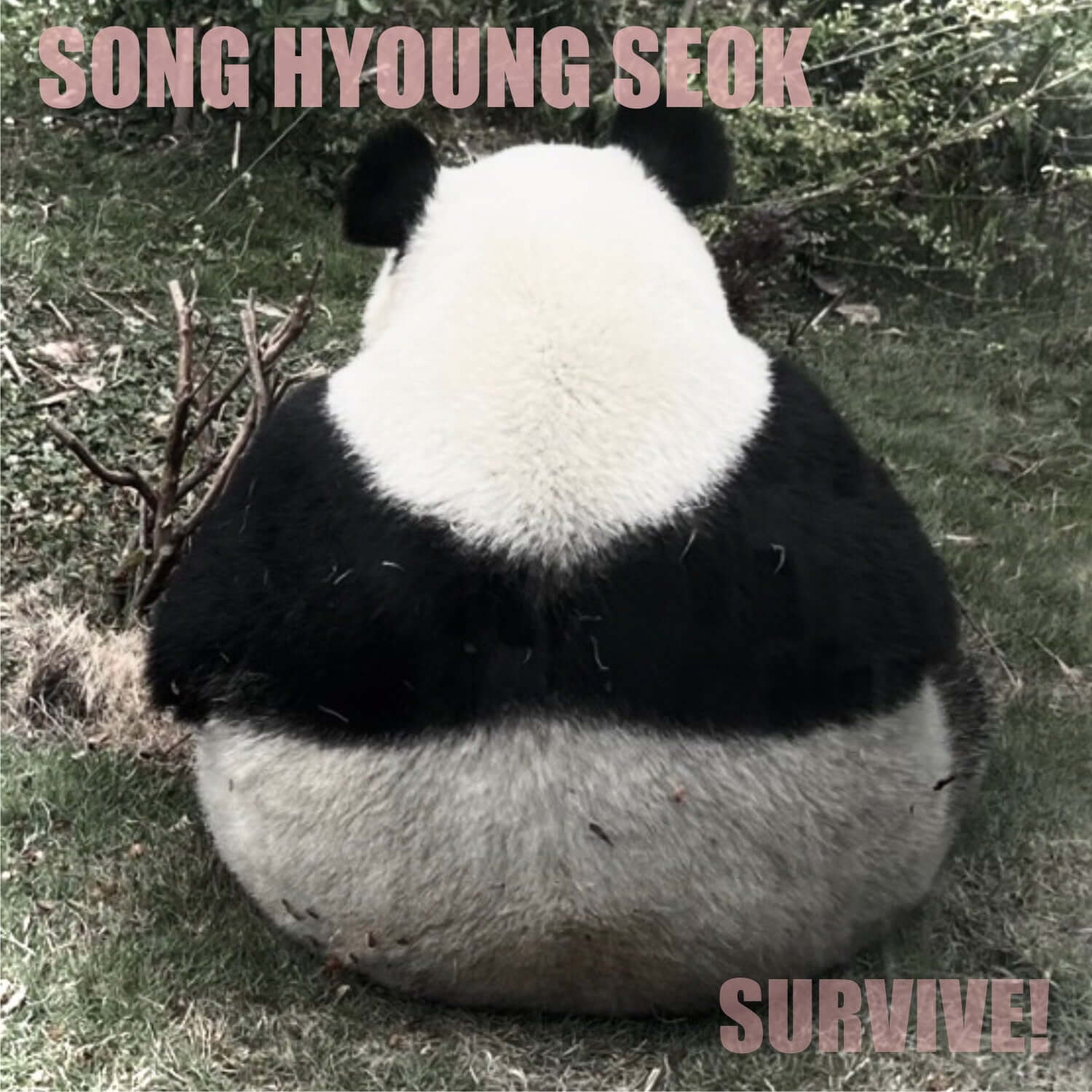 SONG HYUNGSEOK - [SURVIVE] - Album Kpop : panda en peluche sur herbe, texte “SURVIVE”, ambiance visuelle de survie.