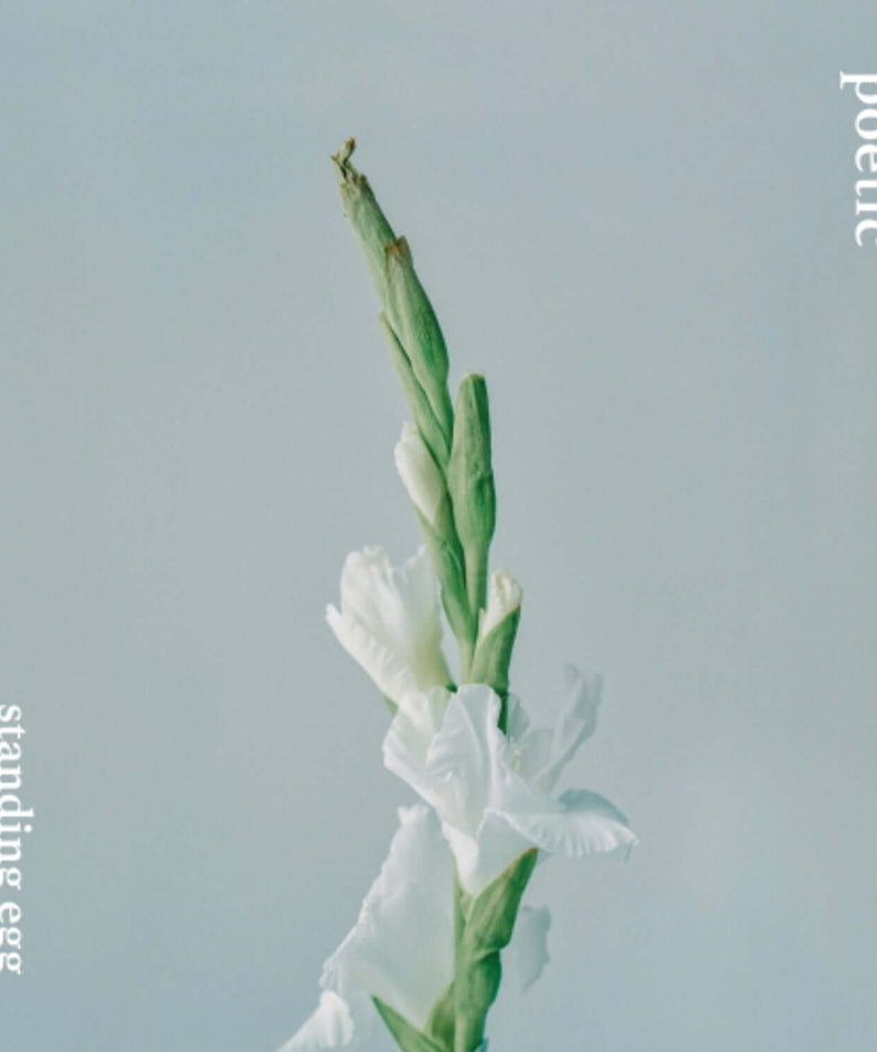 STANDING EGG - POETIC - Album Kpop, couverture Poetic avec fleurs blanches sur fond bleu clair, concept poétique minimal
